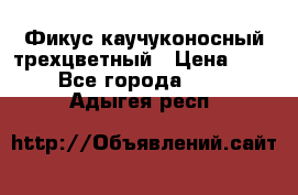 Фикус каучуконосный трехцветный › Цена ­ 500 - Все города  »    . Адыгея респ.